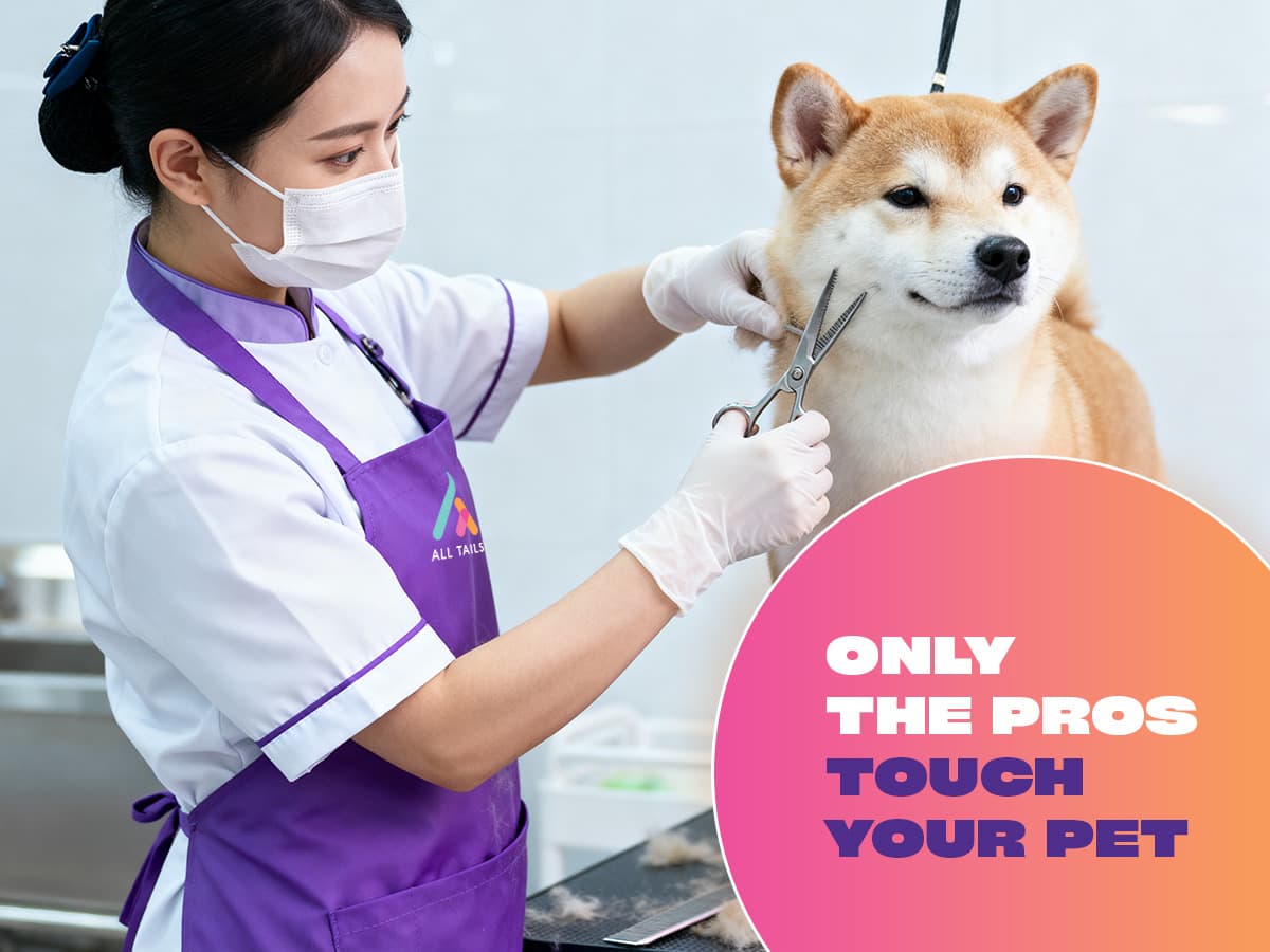 Professional groomer at work